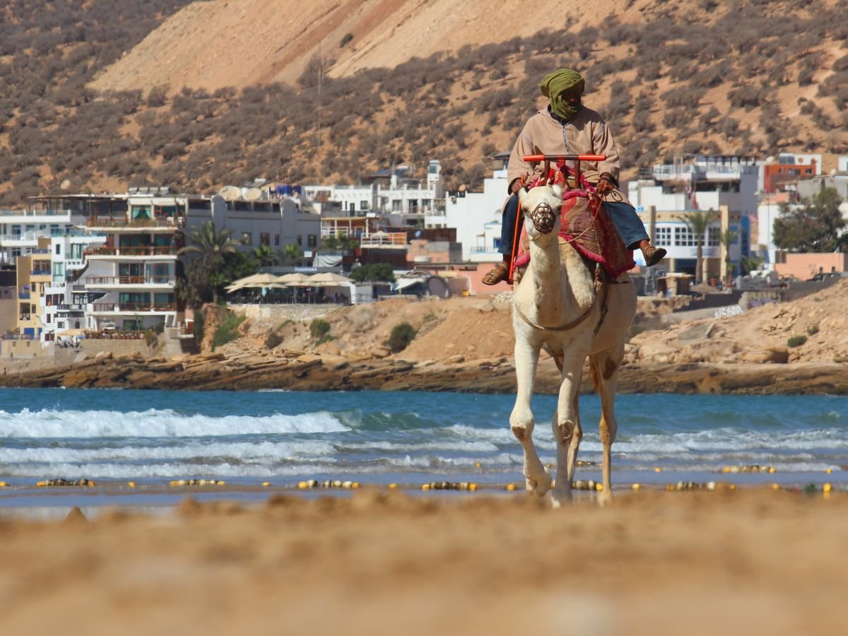 Camel walking along the beach at Taghazout